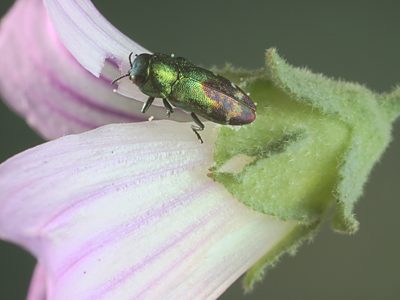 Neospades chrysopygia, PL3227G, on Malva weinmanniana, chewing petal, pollen grains adhering, MU